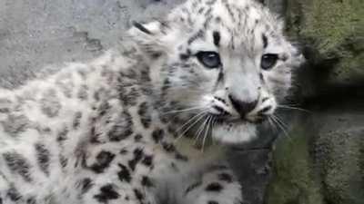 🔥 Snow leopard cub hisses then is sad