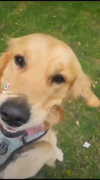 My big derp, Buddy, with his dog walker