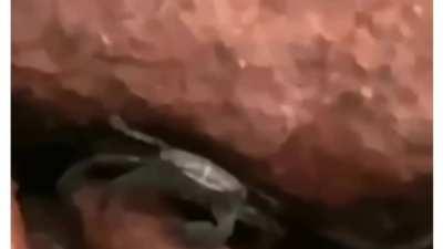 Killer Krab: pinches your head clean off!