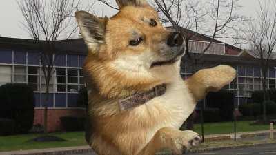 Dogelore ends Mr Kill