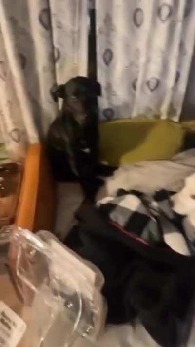 Dog shamelessly ratting its friend out