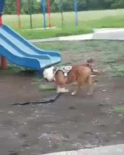 Bringing a dog to the park