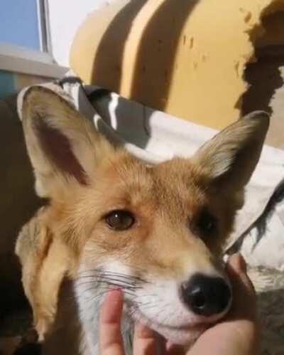 Cute baby loves her chin scratches