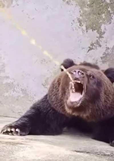 Bear drinking Fanta