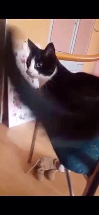 Кот и хвост