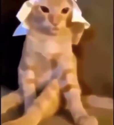 I don’t think I have words for this right now