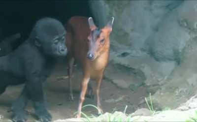 Baby Gorilla interacts with baby Deer.