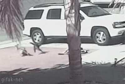 Meow security scaring off a dog