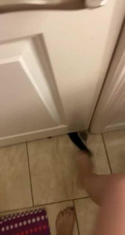 Out of all his mice he wanted these