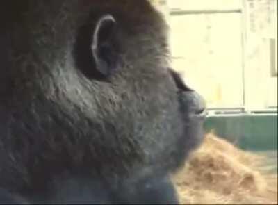 Oliver eating an apple