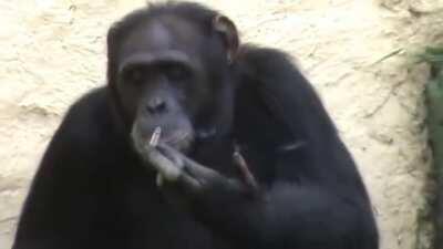 mfw (monke face when) no bananas