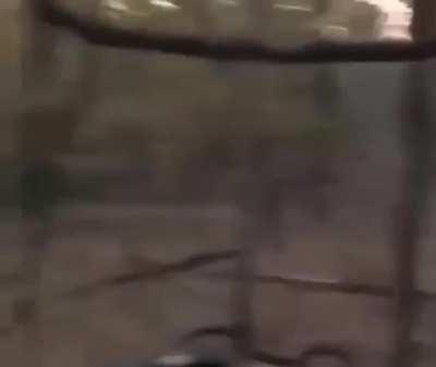 The sound of a bobcat in the woods