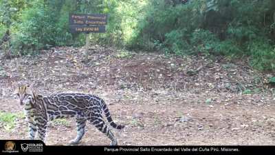 Gato Onza u Ocelote (Leopardus pardalis) visto en Cuña Pirú, Misiones