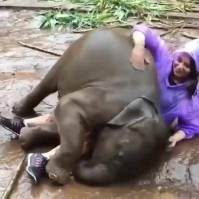 ElEpHaNt CrUsHeS pErSoN tO dEaTh