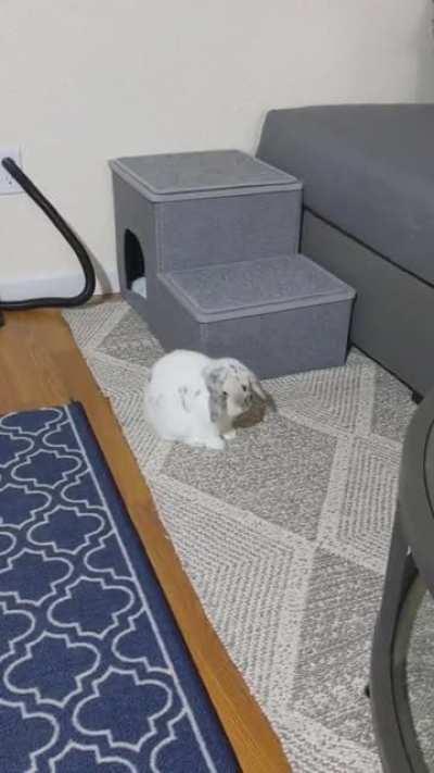 He doesn't seem to be thrilled that our broken Roomba was replaced