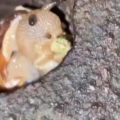 The snail ate my weed what