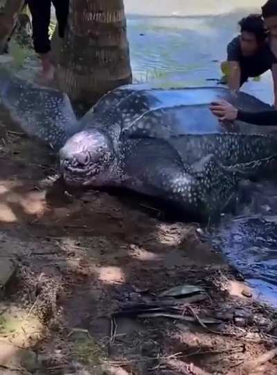 600lb leatherback turtle rescued from a swamp and returned to the sea by villagers in North Sulawesi, Indonesia