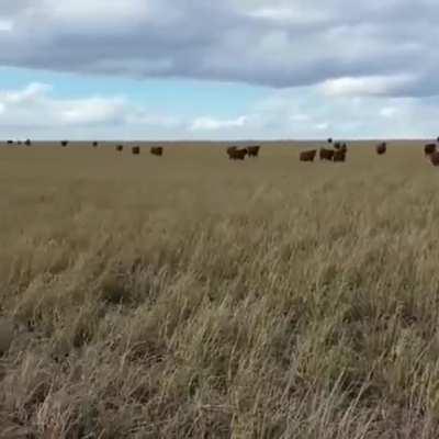 When this bull comes calling, the cows come running.