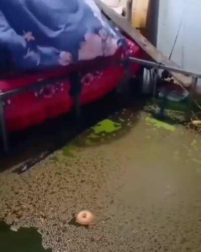 What on earth is happening in this video