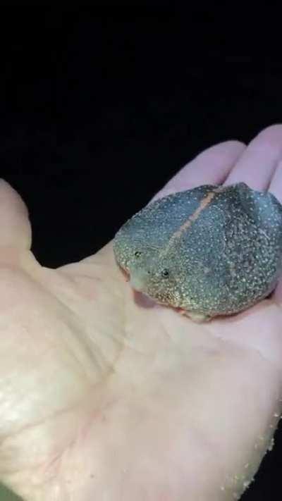 A burrowing toad spends the majority of its life underground.