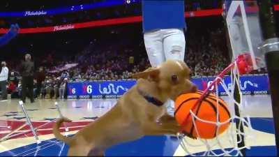 Ben Simmons even getting out scored by a dog this year.