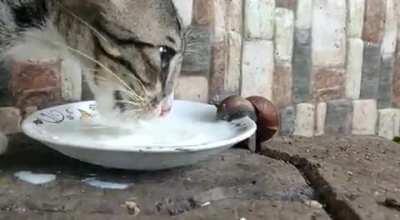 Cat sharing a drink with a snail