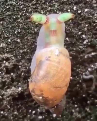Snail infected by a parasite worm