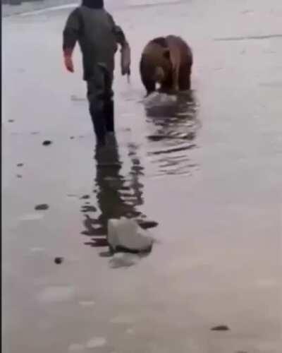 Feeding a wild bear some salmon