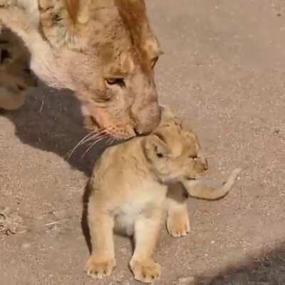 Cats -'meow'____Cubs -'eow'