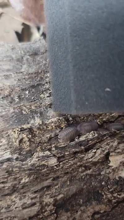 How to pet your Isopods 😄 