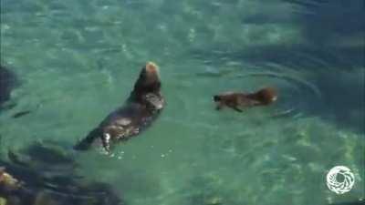 🔥 Otter Pup learns how to Otter