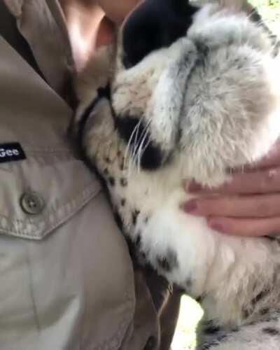 The sounds of a happy cheetah