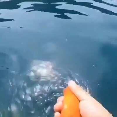 Goldfish wants to play