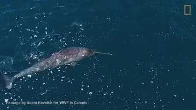 Narwhals - the mystery behind their iconic tusks revealed