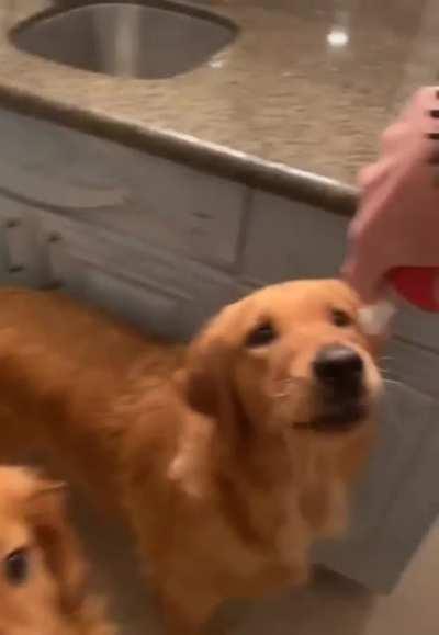 This person giving their pets a treat for being patient and waiting their turn.