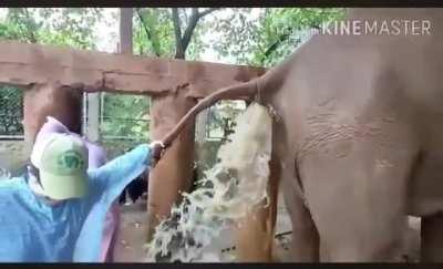 Saftey gear is irrelephant