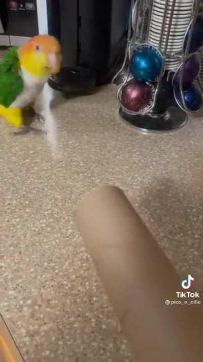 StompyBirb