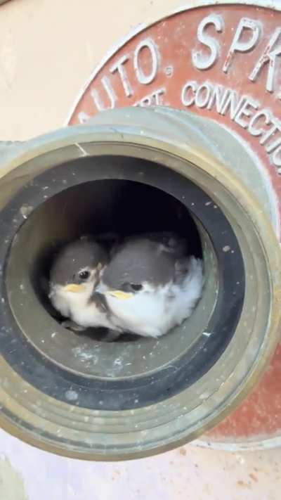 Swallow chicks
