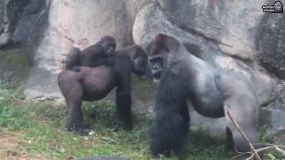 Tayari the Gorilla calming down her Silverback mate with a hug
