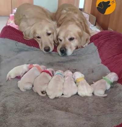 I guess everyone enjoys looking at puppies