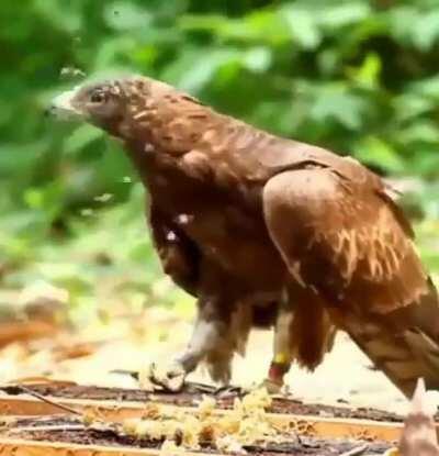 A honey buzzard raiding a beehive