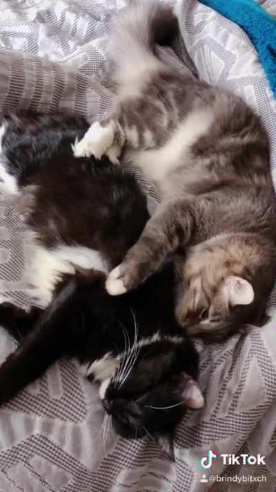 my babies knead each other 🥺