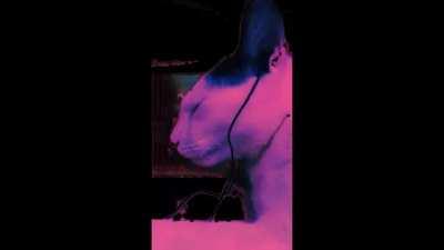 the slvt experience (im aware the green screen sucks I'm sorry)