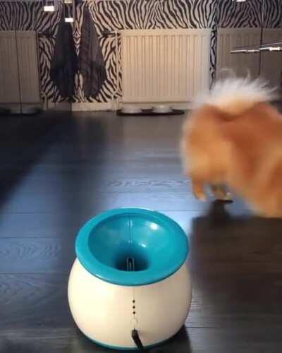 Pure Pomeranian Joy