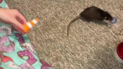My talented rats Cracker and Tofu playing ring toss!