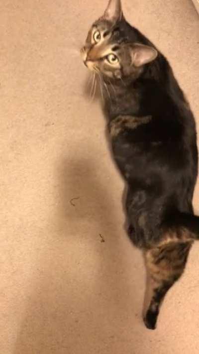 He’s three years old, meet Pyro !