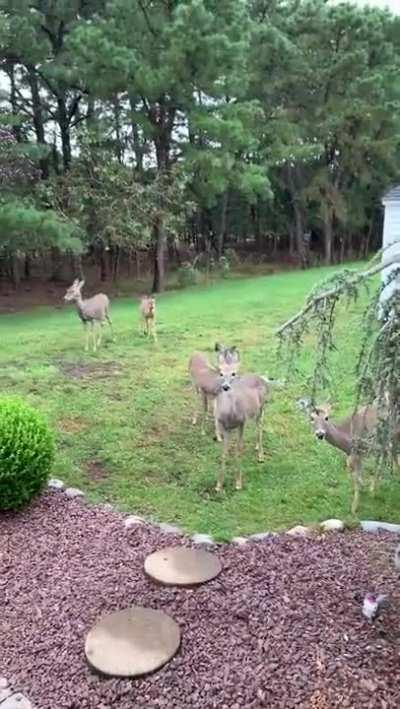 Herd of deer came to say hello