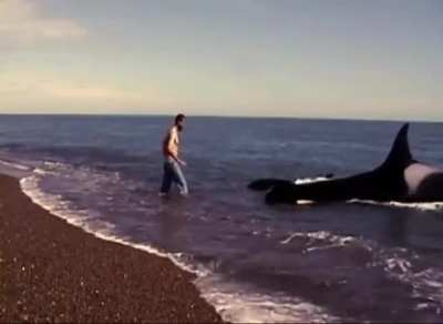 Wild orcas befriend park ranger Roberto Bubas in Argentina. Jane Goodall offers insight into their relationship