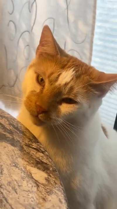 Gizmo sits with us while we eat dinner and chews nothing.