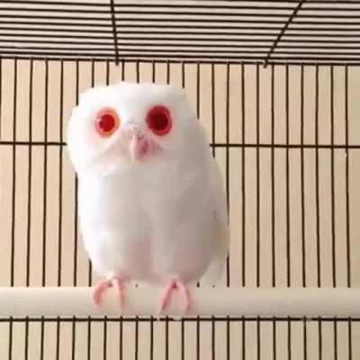 An albino owl